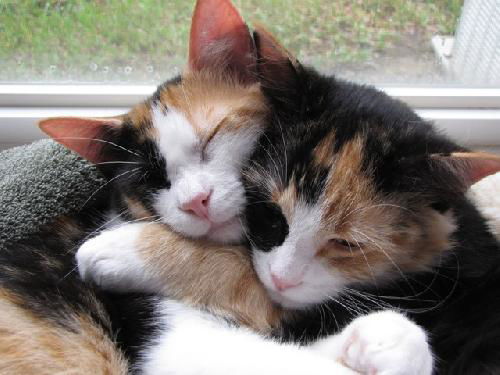 Patch the Calico Kitten