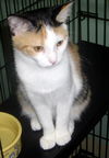 Kumma the Calico Kitten