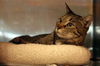 Zsa Zsa the Designated Greeter