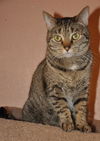 Zsa Zsa the Designated Greeter