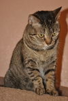 Zsa Zsa the Designated Greeter