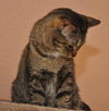Zsa Zsa the Designated Greeter