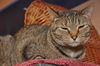 Zsa Zsa the Designated Greeter