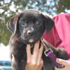 Todd the Lab Puppy
