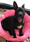 Kosmo the GSD (Video)