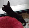 Kosmo the GSD (Video)