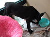 Kosmo the GSD (Video)