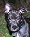 Kosmo the GSD (Video)