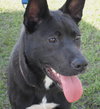 Kosmo the GSD (Video)
