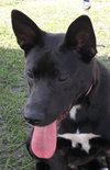 Kosmo the GSD (Video)