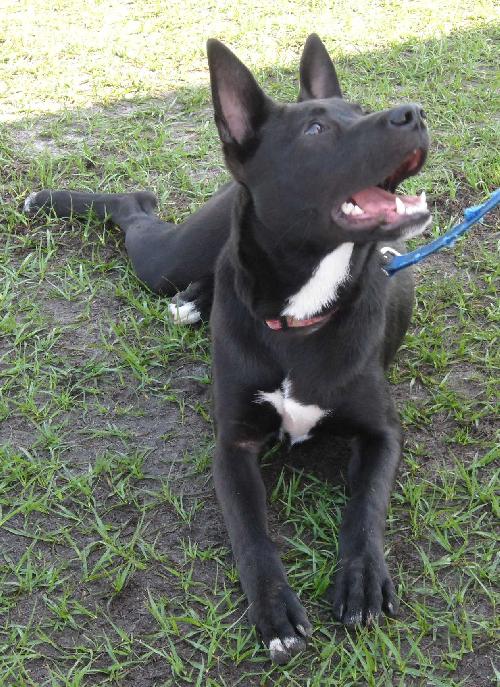 Kosmo the GSD (Video)