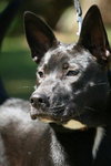 Kosmo the GSD (Video)