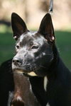 Kosmo the GSD (Video)