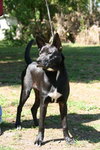 Kosmo the GSD (Video)