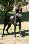 Kosmo the GSD (Video)