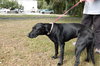 Aleasha the Lab
