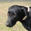 Aleasha the Lab
