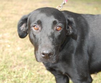 Aleasha the Lab