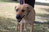 Willow the Lab