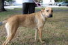 Willow the Lab