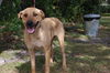 Willow the Lab