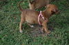 Pinot the Bulldog Puppy