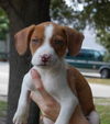 Zin the Bulldog Puppy