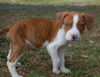 Zin the Bulldog Puppy