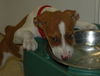 Zin the Bulldog Puppy