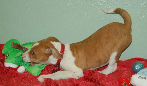 Zin the Bulldog Puppy