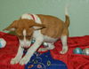 Zin the Bulldog Puppy