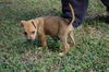Brandywine the Bulldog Puppy