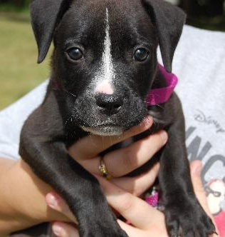 King the Lab Puppy