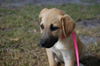 Blondie the Blonde Lab Puppy