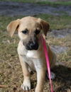 Blondie the Blonde Lab Puppy