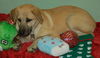 Blondie the Blonde Lab Puppy