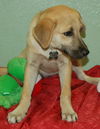 Blondie the Blonde Lab Puppy