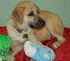 Blondie the Blonde Lab Puppy