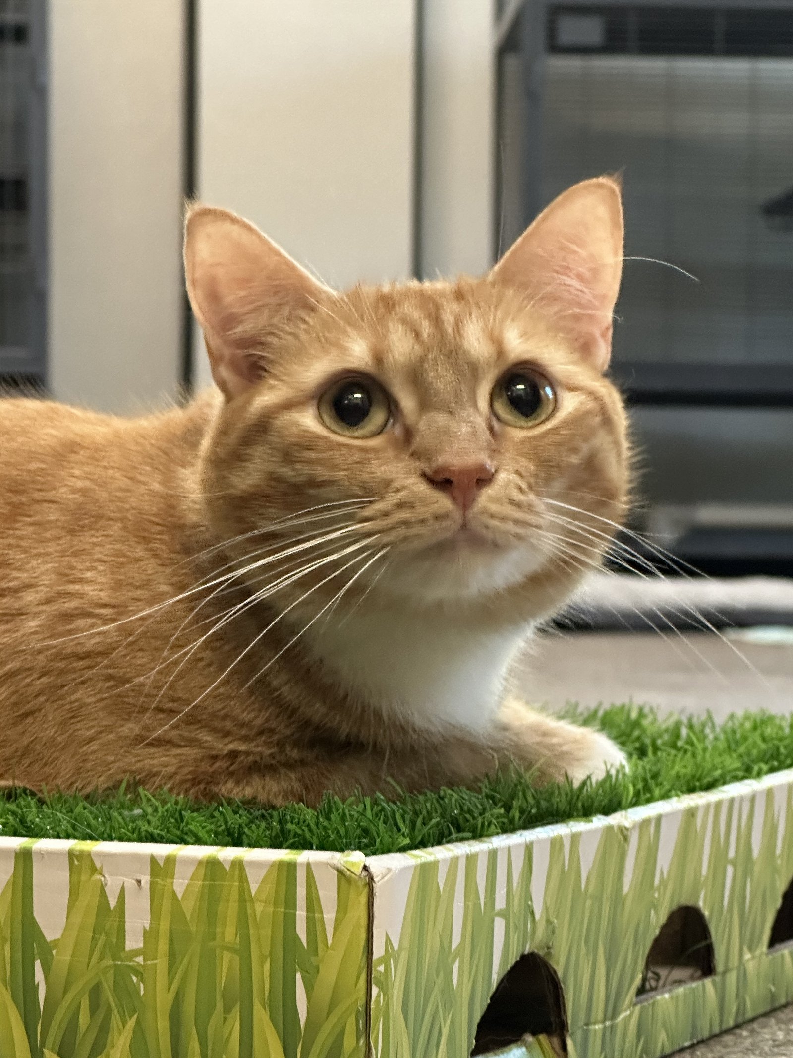 adoptable Cat in Sanford, FL named Mimosa