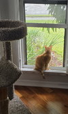 Mimosa