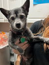Papi  *bonded with Scruffy