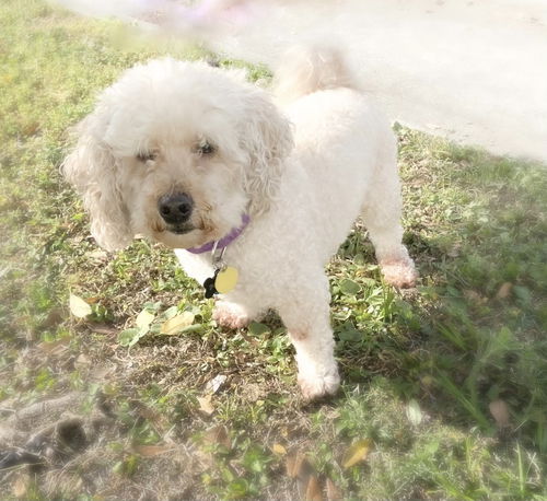 Papi  *bonded with Scruffy