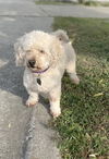 Papi  *bonded with Scruffy