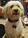 Scruffy   **bonded with Papi