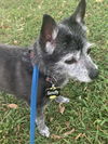 Scruffy   **bonded with Papi