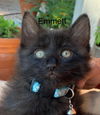Emmett