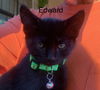 Edward