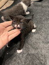 Chip