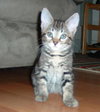 Tulip the Kitten