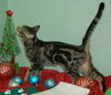 Tulip the Kitten